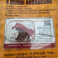 Амулет-талісман Рудракша 4 Мукхі (4 Ліки), фото 4