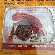 Амулет-талісман Рудракша 4 Мукхі (4 Ліки), фото 5