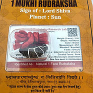 Амулет-талісман Рудракша 1 Мукхі (1 Лик), фото 2