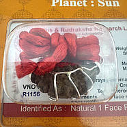 Амулет-талісман Рудракша 1 Мукхі (1 Лик), фото 3