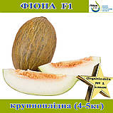 Диня Фіона F1 (Пьель де Сапо), ТМ Libra Seeds, фото 2