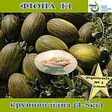 Диня Фіона F1 (Пьель де Сапо), ТМ Libra Seeds, фото 4