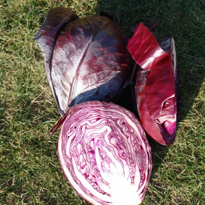 Професійне насіння капусти червоноголової пізньої Роксі F1 (Seminis) 2500 шт.