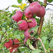 Яблуня сорт Флоріна, пізньостиглий сорт підщепа 54-118, фото 2