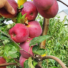 Яблуня сорт Флоріна, пізньостиглий сорт підщепа 54-118