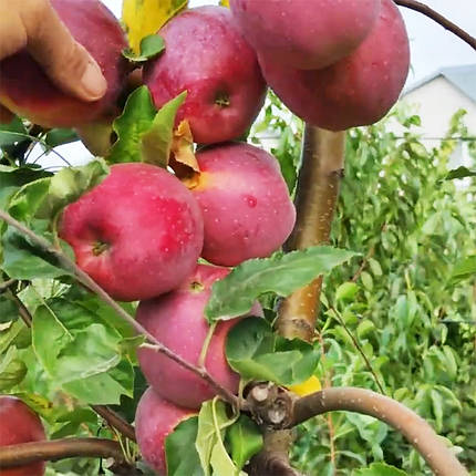 Яблуня сорт Флоріна, пізньостиглий сорт підщепа 54-118, фото 1