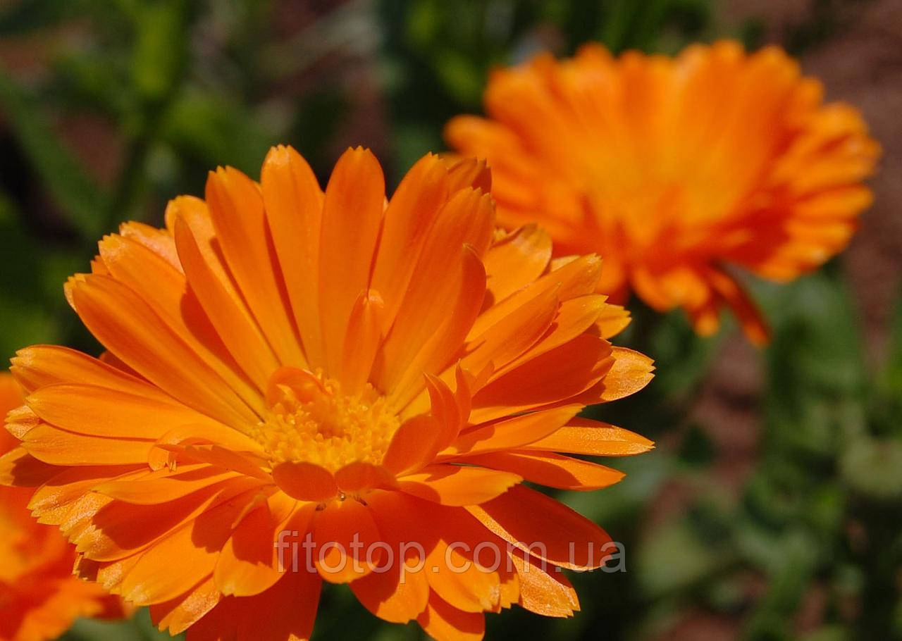 Календули екстракт гліцериновий 1л, фото 1