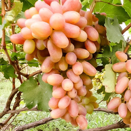 Саджанці винограду сорт Сенсація, напівупакований, фото 2