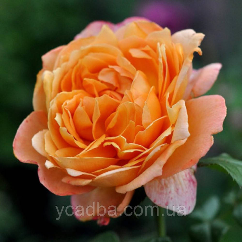 Троянда чайно-гібридна Капрі (тубус), фото 1