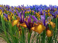 Ірис 5шт Hollandica Picasso (Пікассо)