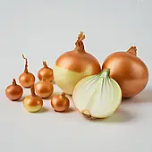 Цибуля сіянка Центуріон (Голландія, Broer), 1кг