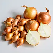 Цибуля сіянка  Болеро (Голландія, Broer) 1кг