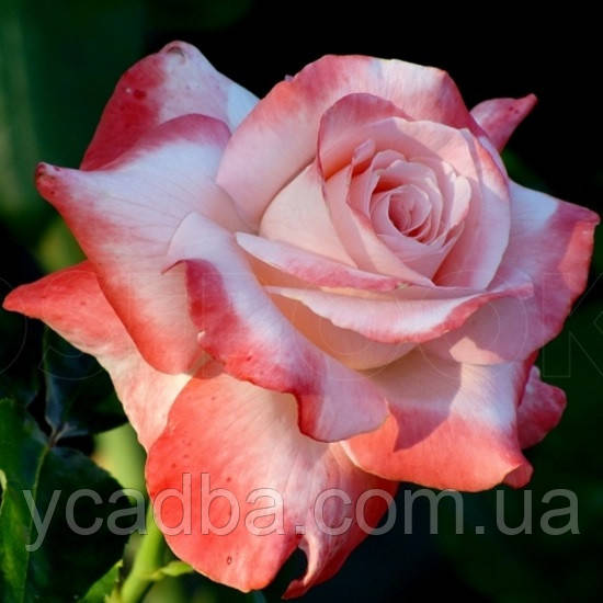 Троянда чайно-гібридна Біг Епл (тубус), фото 1