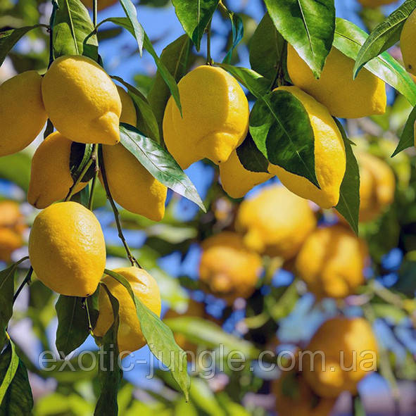 Лимон Амальфіано (C. limon "sfusato Amalfitano") 20-25 см. Чорнкван. Кімнатний