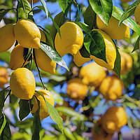 Лимон Амальфіано (C. limon "sfusato Amalfitano") 10-20 см. Чорноган. Кімнатний