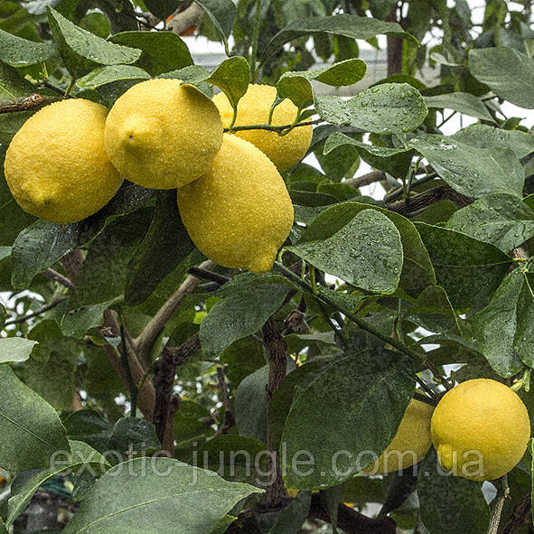 Лимон Пана (C. limon "Pane") 45-50 см. Чорнкван. Кімнатний