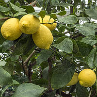 Лимон Пана (C. limon "Pane") 10-20 см. Чорнкван. Кімнатний