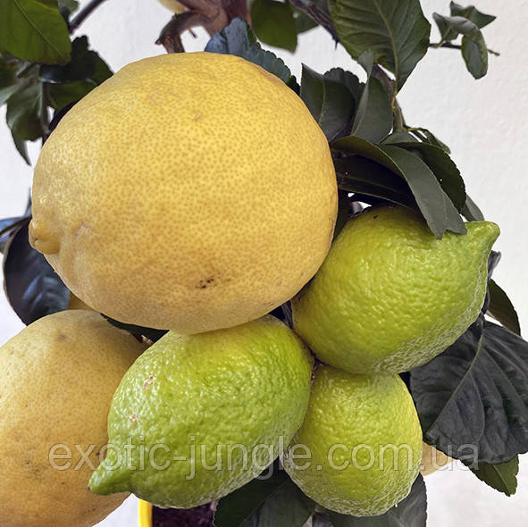 Лимон Капучино (C. limon "Cappuccio") 25-30 см. Чорнкван. Кімнатний