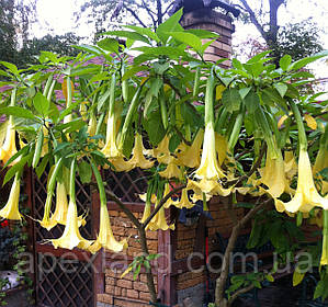 Бругмансія: «труба ангела», не плутати з дурманом!