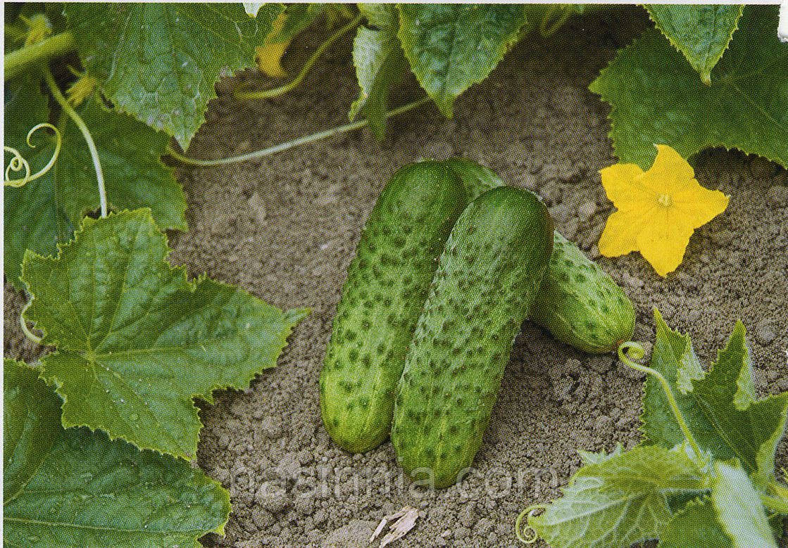 Огірок Караоке F1 50 насінин, фото 1