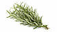 Пряно-смакові рослини, Розмарин, 1 г (Leda Agro), фото 3