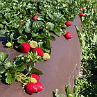 Саджанці полуниці (розсада) Сан Андреас (San andreas) - ремонтантна, соковита, крупноплідна, фото 6