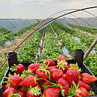 Саджанці полуниці (розсада) Сан Андреас (San andreas) - ремонтантна, соковита, крупноплідна, фото 7