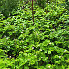 Саджанці полуниці (розсада) Сан Андреас (San andreas) - ремонтантна, соковита, крупноплідна, фото 8