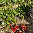 Саджанці полуниці (розсада) Сан Андреас (San andreas) - ремонтантна, соковита, крупноплідна, фото 4