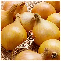 Озима цибуля сіянка Вінтерія (Ібіс), 500 г — середньорання (240-260 днів), для осіннього посіву