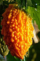 Момордика (Momordica charantia) (насіння 5 шт)