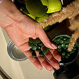 Спіруліна таблетки 800 шт (400 г) Health Hunter 500 мг., фото 3