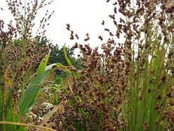 Сорго вінічне 1 кг (насіння)