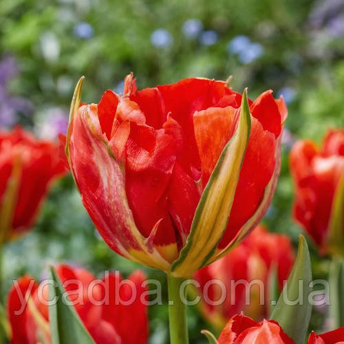 Тюльпан Love Valley (контейнер, 3шт. ), фото 1