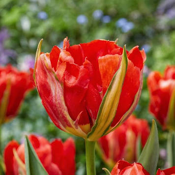 Тюльпан Love Valley (12/+)