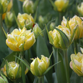 Тюльпан Sweet Valley (12/+)