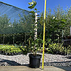 Саджанці Лохини Елліот - пізня, урожайна, зимостійка (3-річна) С2, фото 2