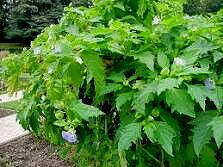 Нікандра фізалісовидна (насіння 30 шт.)