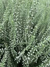 Верес Asli, фото 2