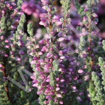 Верес Dunja, фото 3