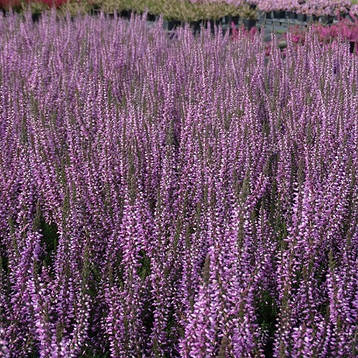 Верес Dunja, фото 1