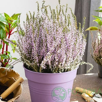 Верес Dunja, фото 2