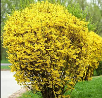 Форзиція Голдзаубер саджанці форзиції в контейнерах Forsythia Goldzauber