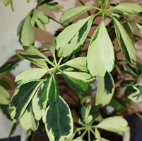 Шеффлера Жанін Schefflera Janine