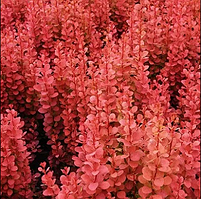 Барбарис Тунберга Оранж Фаєр Berberis thunbergii Orange Fire