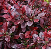 Барбарис Тунберга Кармен бордовий Berberis thunbergii Carmen