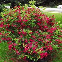 Вейгела Червона Weigela Red
