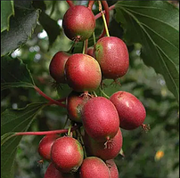 Актинідія аргута Ананасна (самоплідна) Actinidia arguta