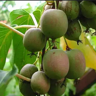 Актинідія аргута Вейкі (чоловіча) Actinidia arguta Weiki