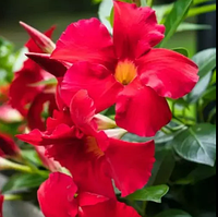 Дипладенія червона вкорінений живець